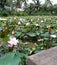 Farmer cottage pink lotus pond
