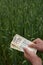 Farmer counting Indian Money in lush green wheat farm, symbol of prosperity