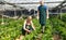 Farmer couple cultivating Malabar spinach