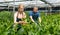 Farmer couple cultivating Malabar spinach