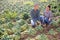 Farmer couple inspecting savoy cabbage after drought