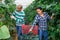 Farmer couple working in greenhouse in summer day, harvesting fresh cucumbers