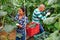 Farmer couple working in greenhouse in summer day, harvesting fresh cucumbers