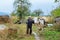 Farmer with cows on a green field