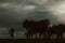 Farmer and cows at sunset.