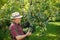 Farmer with crate of green apples standing in modern orchard