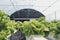 farmer cultivate healthy nutrition organic salad vegetables in hydroponic agribusiness farm