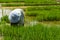 Farmer cultivate rice in farmland