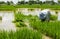 Farmer cultivate rice in field