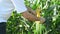 Farmer in Cultivated agricultural Corn Field examining young corn cob before the harvest season.