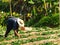 Farmer cultivated in strawberry farm, Chiang rai, Thailand