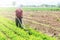 Farmer cultivates a carrot plantation. Cultivating soil. Loosening earth to improve access water and air to roots of plants.