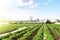 Farmer cultivates a field plantation of young Riviera potatoes. Weed removal and improved air access to plant roots. Fertilizer