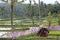 Farmer cultivates his paddy field in Indonesia