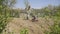 Farmer cultivates the soil in the garden using a tiller - motor cultivator. Man in hat and rubber boots. Footage 4k. Front view