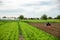 A farmer cultivates the soil on the site of an already harvested potato. Milling soil, crushing before cutting rows. Plowing field