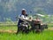 A FARMER cultivating a field with a modern plow before the planting season arrives in the rice fields around Rawa Pening