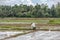 A farmer cultivating a field of rice filled with water on the island of Sri Lanka