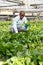 Farmer cultivating Malabar spinach