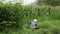 A farmer is currently cutting grass to feed livestock in a field