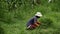 A farmer is currently cutting grass to feed livestock in a field