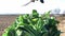 Farmer cuts the green leaves of a bouquet of leeks. Creating proper presentation and preparation for sale. Agriculture and farming