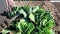 Farmer cuts green leaves of a bouquet of leeks. Improve the presentation of vegetables product for sale. Agriculture and farming.