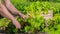 Farmer cuts lettuce on bed, puts it in a drawer