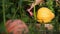 Farmer cuts orange pumpkin on bed in garden. autumn harvest time. preparing for thanksgiving or Halloween.