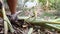 Farmer cutting banana tree.