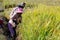 Farmer cutting rice in filed.