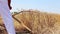 Farmer cutting wheat