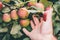 Farmer demonstrates ripe apples on a tree branch