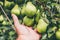 Farmer demonstrating ripe pears on a tree branch