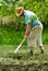 Farmer digging cultivated onion