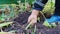 the farmer digs flower bulbs out of the ground with a pitchfork.