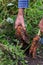 Farmer digs fresh organic carrots