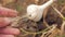 Farmer digs a head of garlic. organic food