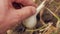 Farmer digs a head of garlic. Organic food