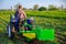 Farmer digs out a crop of potatoes with a tractor. Harvest first potatoes in early spring. Farming and farmland. Agro industry