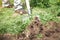 Farmer digs soil with shovel in garden