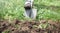 Farmer digs soil with shovel in garden