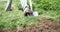 Farmer digs soil with shovel in garden