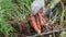 Farmer digs up carrots in garden with shovel. Close-up focused on carrots