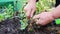 a farmer digs up Jerusalem artichoke or an earthen pear.