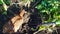 a farmer digs up Jerusalem artichoke next to chickens