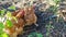 a farmer digs up Jerusalem artichoke next to chickens