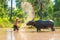 Farmer dipping water and throwing to bath buffalo