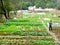 Farmer doing farm work in the field