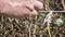 Farmer doing young plant support